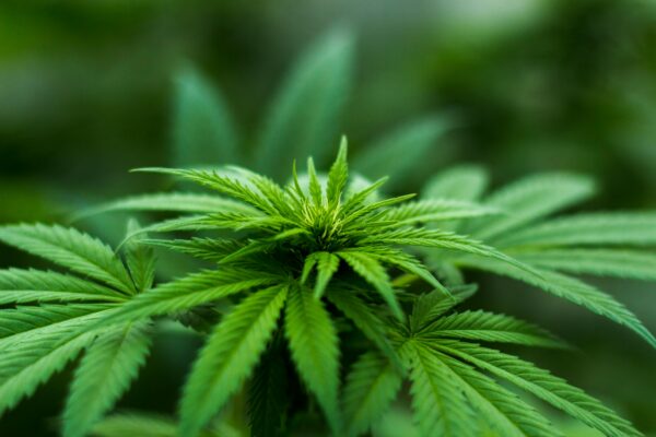 CBD en 2026: La guía definitiva