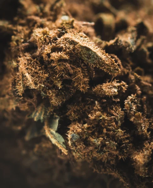 flor-glasshouse-strawberry-haze-macro