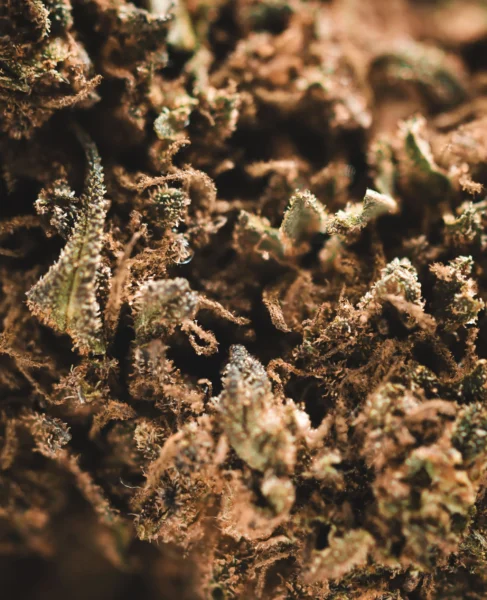 flor-greenhouse-ak47-macro