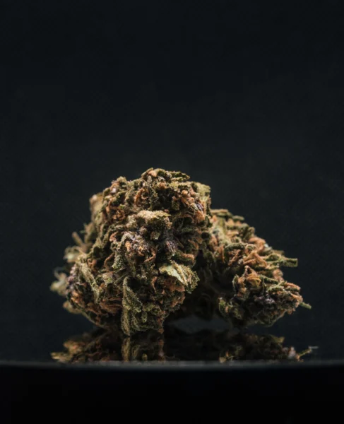 flor-greenhouse-bubble-gum-2