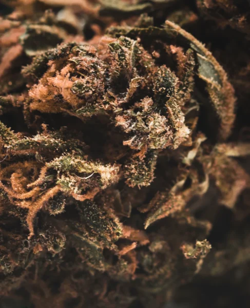 flor-greenhouse-bubble-gum-macro