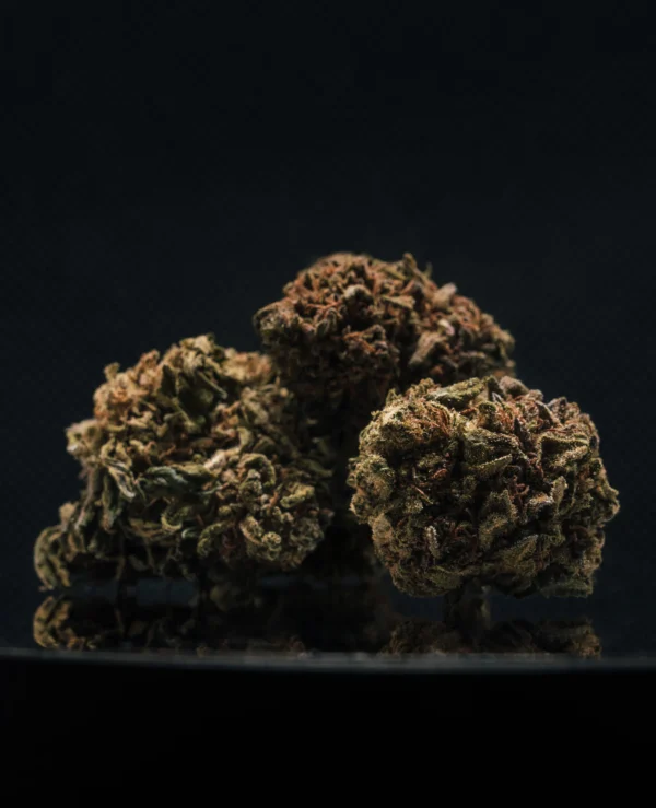 Jack Herer CBD Big Bud Greenhouse
