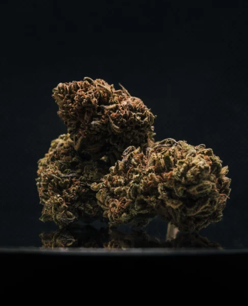 flor-greenhouse-jack-herer-2