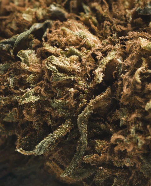 flor-greenhouse-jack-herer-macro