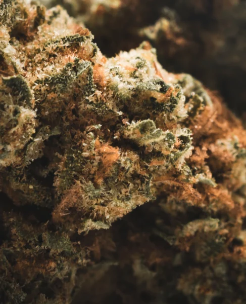 flor-greenhouse-smallbuds-plutonium-macro