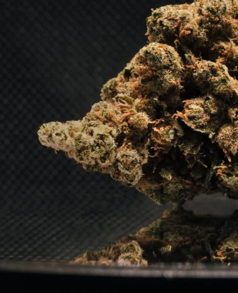 flor-indoor-amnesia-haze-detalle