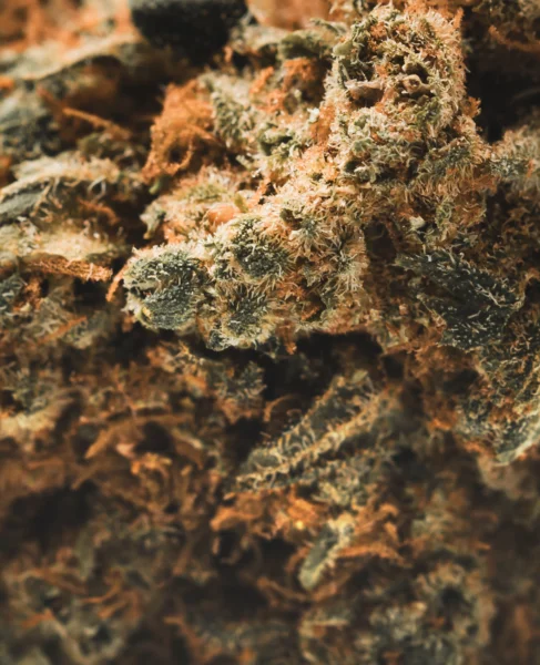 flor-indoor-amnesia-haze-macro