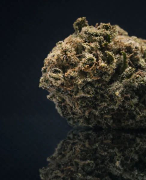 flor-indoor-buttercream-gelato-cali-detalle