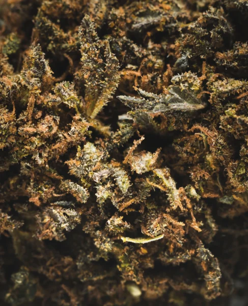 flor-indoor-buttercream-gelato-cali-macro