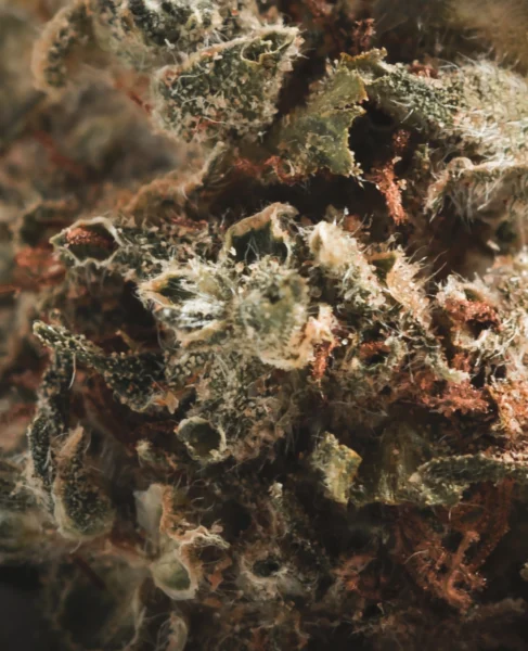 flor-indoor-critical-2-0-hydro-macro