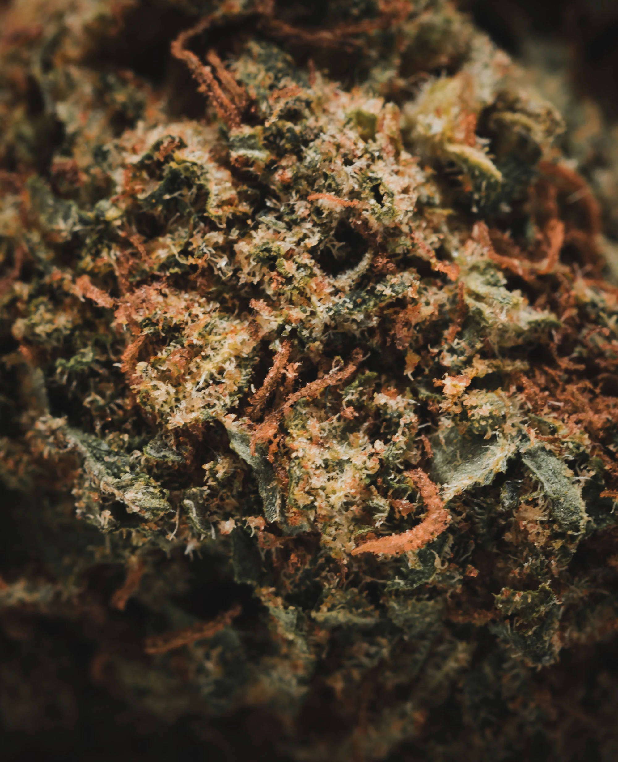 flor-indoor-skywalker-og-cali-macro