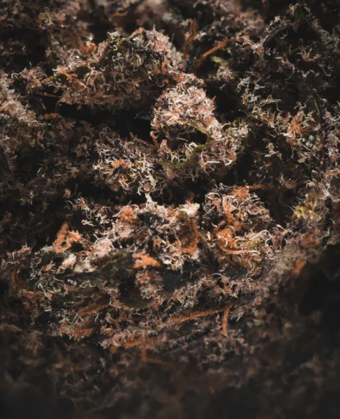 flor-indoor-sour-diesel-cali-macro