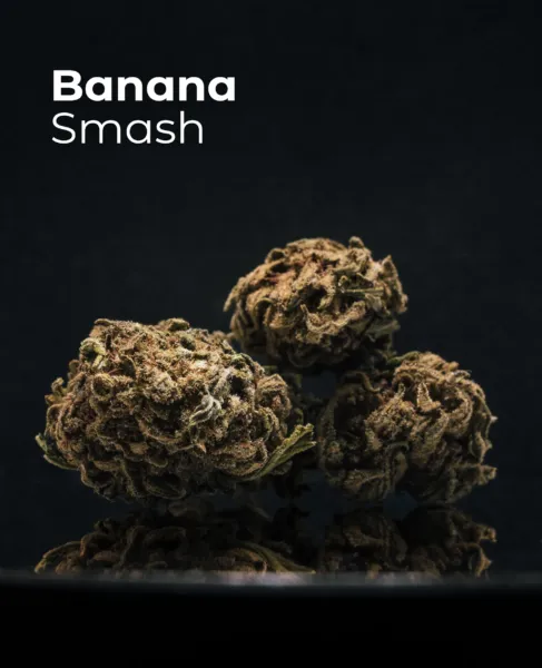 Flor CBD Banana Smash del pack Invernaderos del Sistema Solar sobre fondo oscuro
