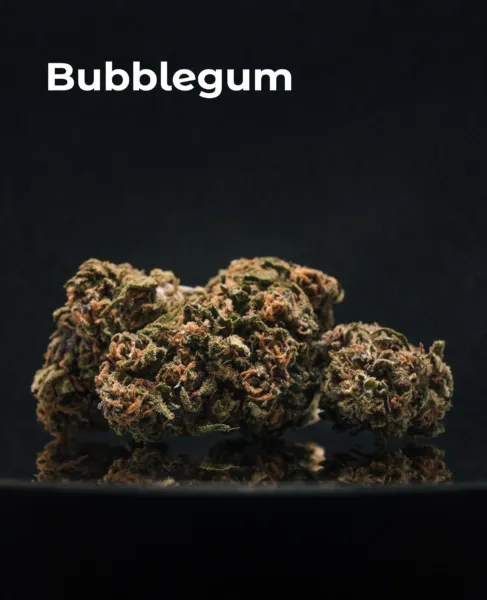 Flor CBD Bubblegum del pack Invernaderos del Sistema Solar sobre fondo oscuro