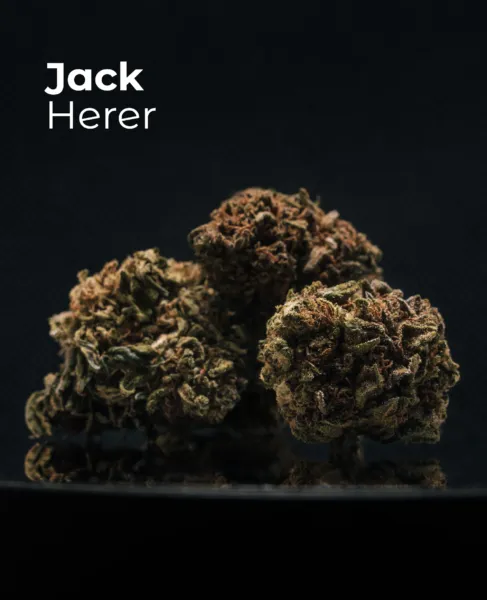 Flor CBD Jack Herer del pack Invernaderos del Sistema Solar sobre fondo oscuro