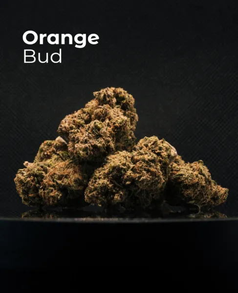 Flor CBD Orange Bud del pack Invernaderos del Sistema Solar sobre fondo oscuro