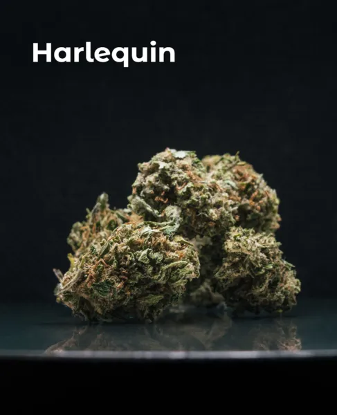 Flor CBD Harlequin del pack Microcargamento Express sobre fondo oscuro